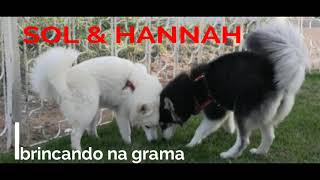 #18-HANNAH e SOL adoram brincar na GRAMA