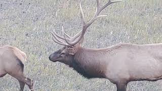 Genesee Colorado Elk from House Deck - 2022-09-23