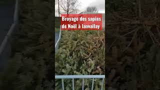 broyage des sapins après les chèvres