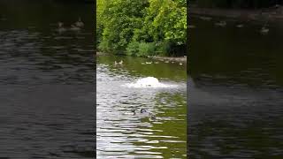 Battle between a coot and a duck