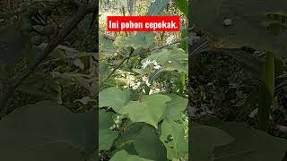 pohon cepokak #sayurcepokak #sayuran #sayurmayur #sayurunik #petaniindonesia