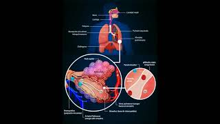 Gaseous Exchange In Lungs 🫁