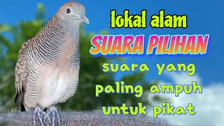 perkutut lokal gacor suara pilihan paling ampuh untuk pikat