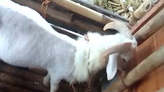 Kambing umur 2 tahun buat pacek domba betina anda #shorts