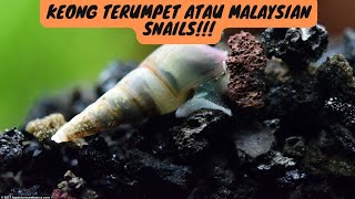 KEONG TERUMPET ATAU MALAYSIAN SNAILS !!! ( Keong hias Aquascape )