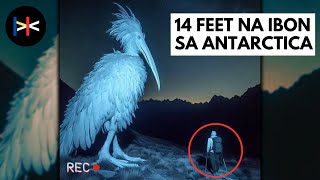 14 FEET na Ibon Nadiskubre sa Antarctica at Nambibiktima ng Tao? | Hiwaga Ng Kasaysayan