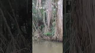 River safari Bentota, Sri Lanka