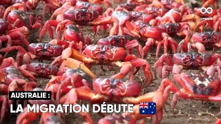 Des millions de crabes rouges migrent vers l'océan pour s'accoupler