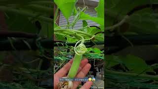 How can I pollinate my bottle gourd without male flowers?😱😭