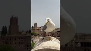 Seagull at Rome Italy