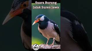 Pancingan jalak suren jawa #jalaksurenjawa #jalak #jalaksuren