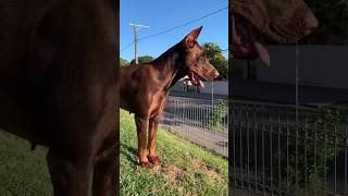 Dobermann europeu 🇷🇺🇧🇷🔥#doberman #dobermann #cãodeguarda #dog #doguealemao #doglover #dobermanlove