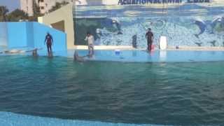 Apresentação de golfinhos | Dolphin Show