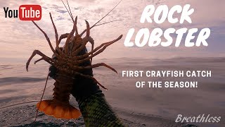 CATCH AND COOK South Africa CRAYFISH feast! (Kreef Braai 2.0)