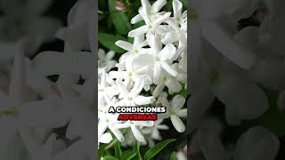 4 Super Plantas de Exterior Resistentes: Vinca, Hierba de San Juan, Jazmín, Rosal 🌼 | Parte 5