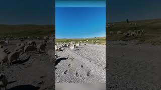 Sheep Beside The Sea Video #shorts #sheep #waves