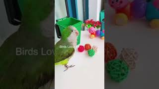 Smart and lovely little budgies #part-1