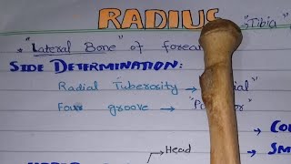 Radius Bone anatomy [BD Chaurasia's] Chapter 2