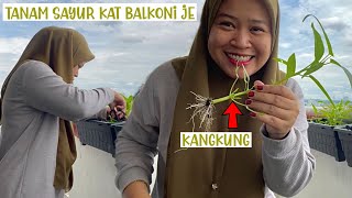 Kutip KANGKUNG Kat BALKONI Rumah je|HARVEST TIME!!