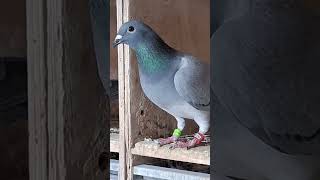 perfect moult #pigeons #racingpigeon