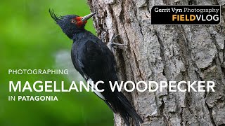 Photographing Magellanic Woodpecker in Patagonia