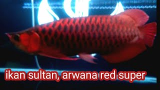 IKAN SULTAN,, ARWANA RED SUPER 24 Agustus 2023