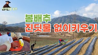 환경연구가 발효퇴비로 진딧물 걱정없이 봄배추 키우기