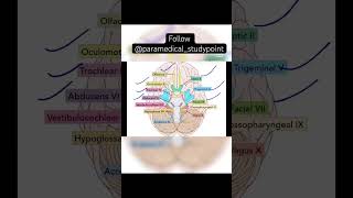 Cranial nerves #paramedicalstudypoint #cranialnerves