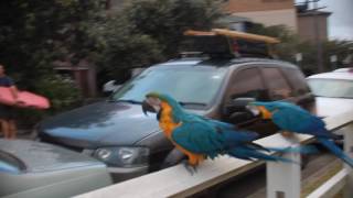 A79B8847 Bronte Beach Birds