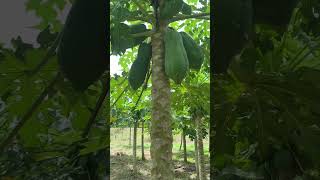 PAPAYAS ORGÁNICAS #shorts