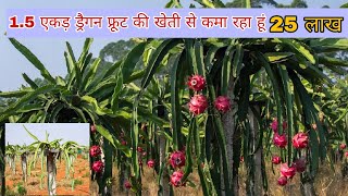 42 लाख सालाना की नौकरी छोड़ गाव मे शुरू की ड्रैगन फ्रूट की खेती | Dragon Fruit farming plant cutting