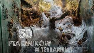 50 PTASZNIKÓW W JEDNYM TERRARIUM / KARMIMY GRUPÓWKĘ M.BALFOURI