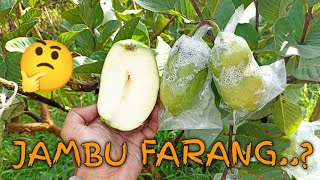 JAMBU FARANG..?JAMBU TANPA BIJI 🤔