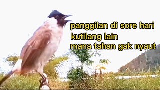 Pikat BURUNG KUTILANG memangil disore hari kutilang lain mana tahan gak nyaut