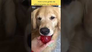 ensinando seu cachorro a sentar