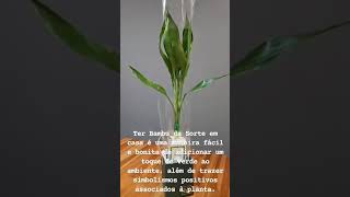 #presenteideal #amor  #plantas #prosperidade #verde #sorte #vaso #decoração #energias #bambudasorte