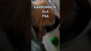 Pies Golden Retriever u fryzjera karbownica dla psa ;) sierść