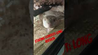 can you beat Yoshi in this long staring contest? #shorts #funny #animals