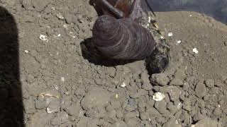 Five-Spotted Hawkmoth Emerging from Cocoon