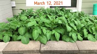 Tomato_Potato Update-March 2021