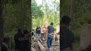 cara mendirikan batu simbuang atau batu menhir.