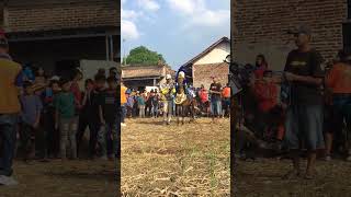 Kuda joget irpan hakim #bagjatv #shorts #kudarenggong