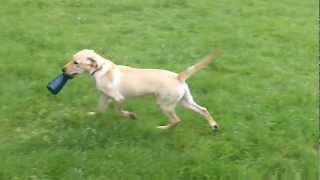 Golden Labrador Marli.