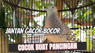 Perkutut Lokal Alam - Gacor suara besar