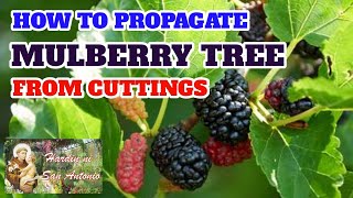 PROPAGATE 101 II HOW TO PROPAGATE MULBERRY TREE FROM CUTTING II Teacher Ryan Gallardo