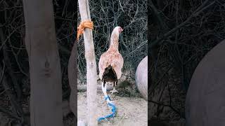 #viralvideo  A danger hen