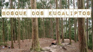 Bosque dos Eucaliptos - Parque da Cidade de Niterói - RJ | Daniele Ferreira | Embarcando na Aventura