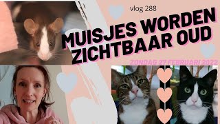 Muisjes worden zichtbaar oud EN katten bezig houden als het regent #288