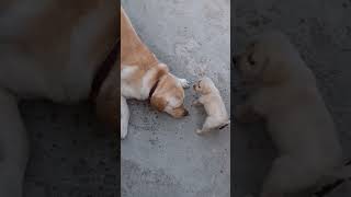 dog maa Ka Pyar Apne bete ke liye spicel #shortvideo #dog #youtubeshorts #dogreation#viral #yts #