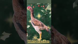 20 hens brazilian full body #ayambangkok #ayamlokal #ayamaseel #ayambrazil